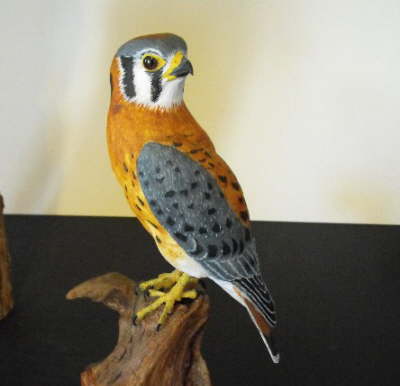 AmericanKestrel