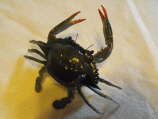 Blue Crab 3" ER-JM-4