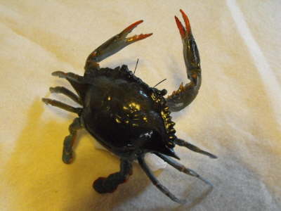 Blue Crab 3" ER-JM-4