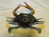 Blue Crab 5 1/2" ER-JM-3