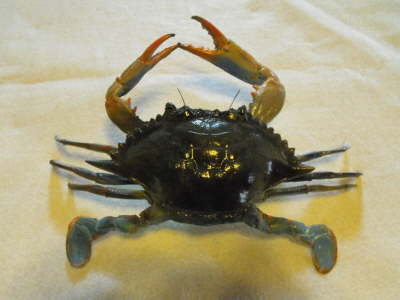 Blue Crab 5 1/2" ER-JM-3