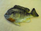 Bluegill MRR-F1