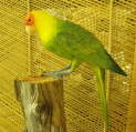 CarolinaParakeet