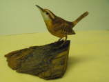 Carolina Wren ER-DM-7
