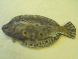 Flounder MRR-F2