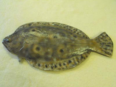 Flounder MRR-F2