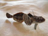 Mottled Sculpin ER-JM-6