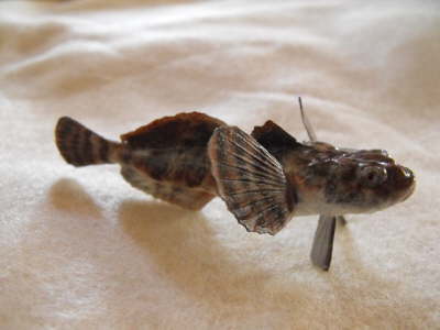 Mottled Sculpin ER-JM-6