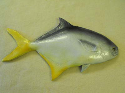 Pompano MRR-F4