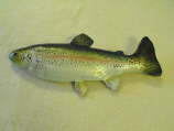 Rainbow Trout MRR-F5