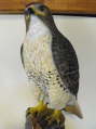 Red-tailed Hawk ER-DM-5