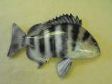 Sheepshead MRR-F6