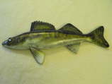Walleye Pike MMR-F9