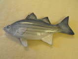 White Bass MRR-F8