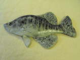 White Crappie MRR-F10