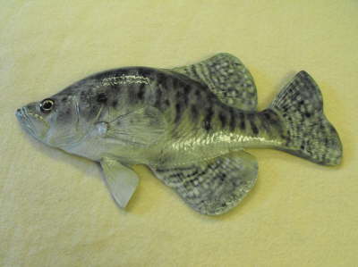 White Crappie MRR-F10